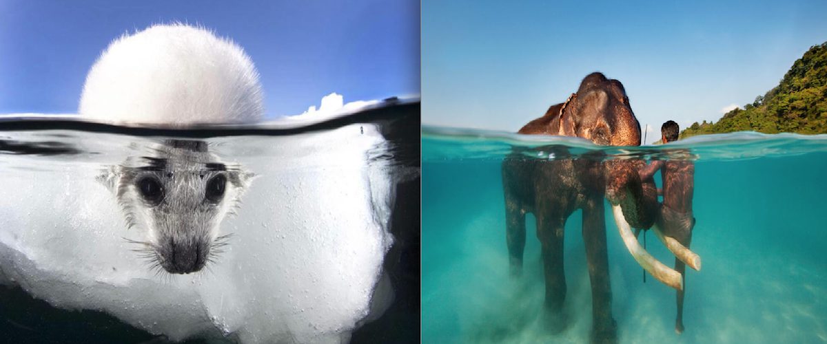 Photos Magnifiques De Ce Qui Se Cache Sous Leau