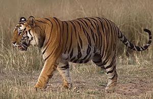 À 16 ans, il dresse des tigres!