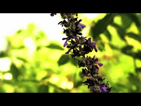 Une musique qui a du « piquant »