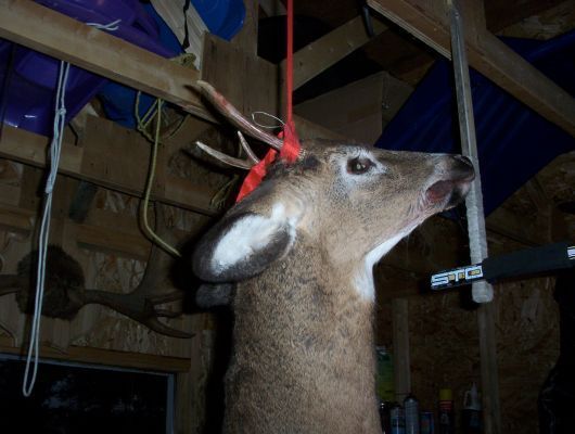 Mes secrets pour une chasse au cerf de Virginie fructueuse