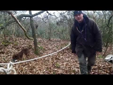 BdW12 : Un chien avec tous les talents