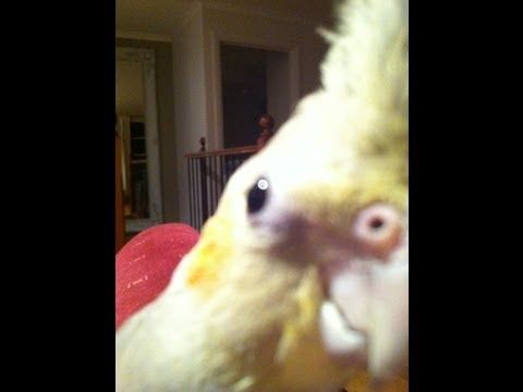 Buzz du Web #29 : Un oiseau qui fait du dubstep