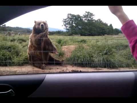 Buzz du Web #39 : un ours très poli