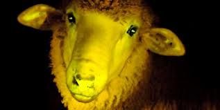 OGM : création d’un mouton phosphorescent