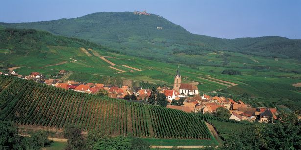 Vin : la région de Bourgogne 101