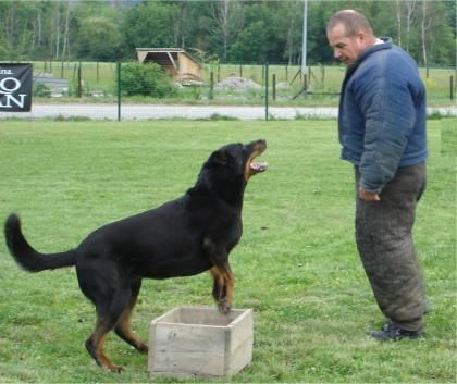 Le chien, le meilleur ami de la santé de l’homme?