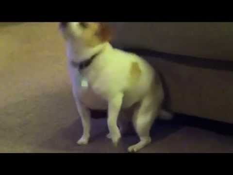 Buzz du Web #47 : un chien se fait aller le derrière sur « Shake That » d'Eminem