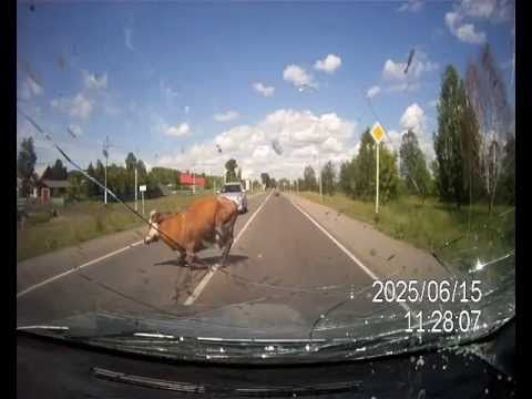 Buzz du Web #59 : Un automobiliste percute une vache et un taureau en train de copuler!