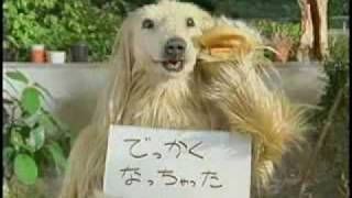 Buzz du Web #60 : compilation des publicités japonaises les plus étranges