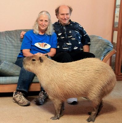 Insolite : Une famille garde un rongeur de 112 lb comme animal de compagnie