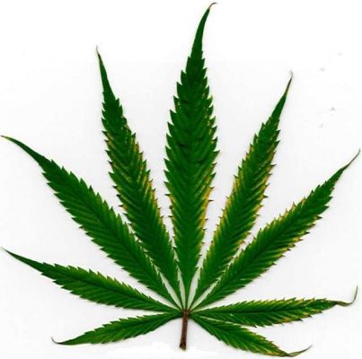 L'actualité du jeu vidéo &#8211; Paieriez-vous jusqu'à 40$ pour une image vous représentant en feuille de marijuana ?