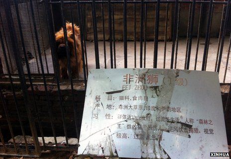 Insolite : un zoo fait passer un chien pour un lion avant de fermer ses portes
