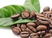 Les extraits de café vert : une solution miracle pour perdre du poids?