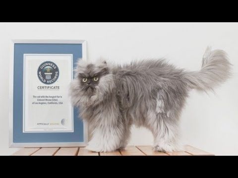 Voici le chat avec la plus longue fourrure au monde : Colonel Meow