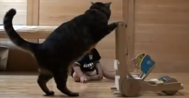 Buzz du Web #78 : Un chat apprend à un bébé à marcher