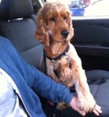 Buzz du Web #85 : Un chien doit prendre la main de son maître en auto