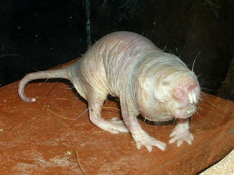 Le rat-taupe : Le remède contre le cancer?
