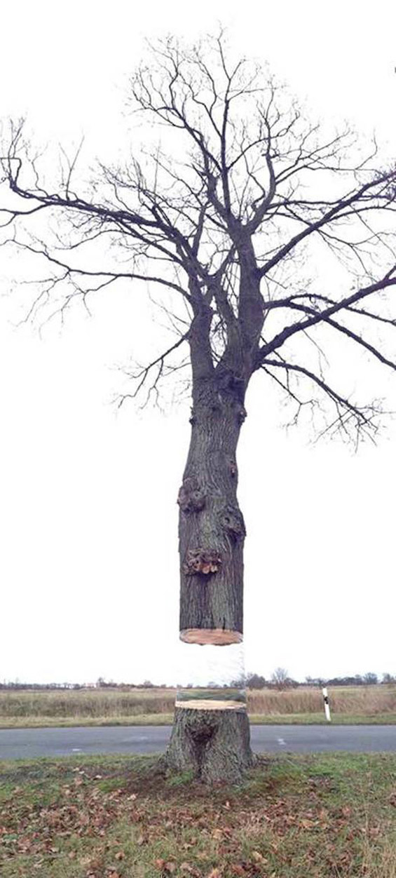 Insolite : Un arbre en vol stationnaire