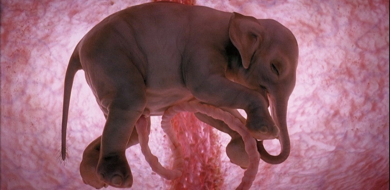 Magnifique : 15 photos d’animaux en gestation
