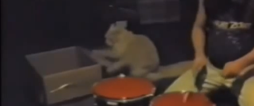 Le chat musicien : Il joue de la batterie!