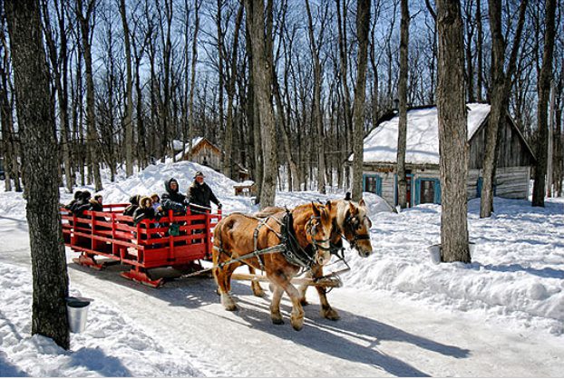 Cabane à sucre 101 : Culture et tradition