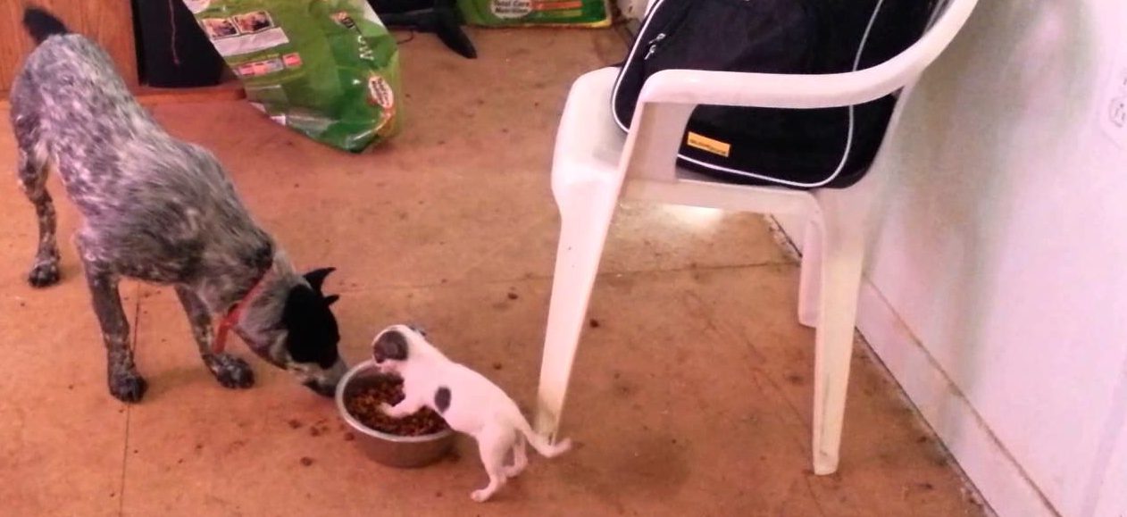 Hilarant : Un chiot domine un gros chien en l&#8217;empêchant de manger dans son bol