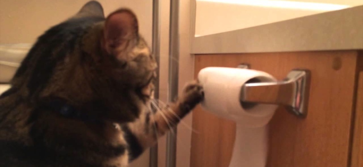 Un chat déroule le papier hygiénique puis l&rsquo;enroule de nouveau!