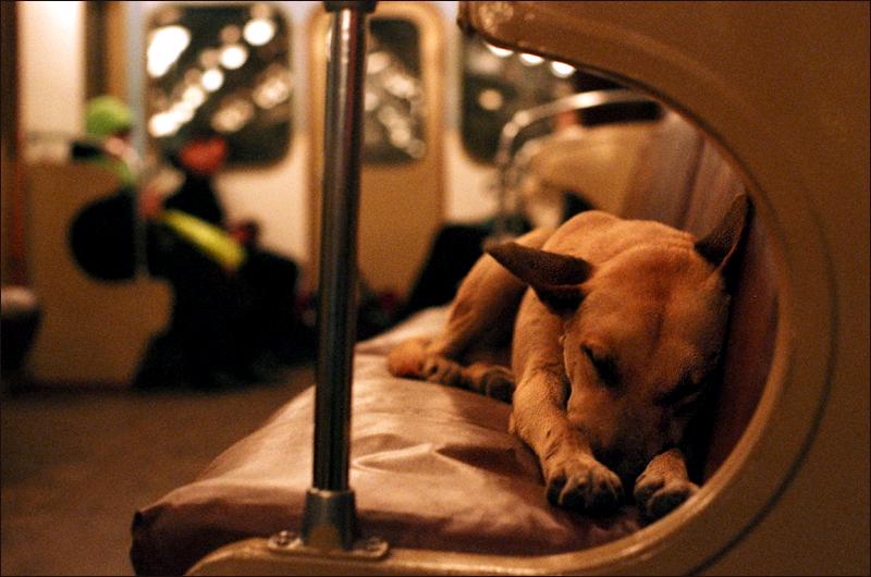 Les chiens errants de Moscou prennent le métro comme de vrais passagers! -2