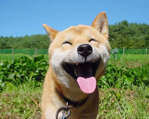 Les animaux les plus heureux de la Terre! -3