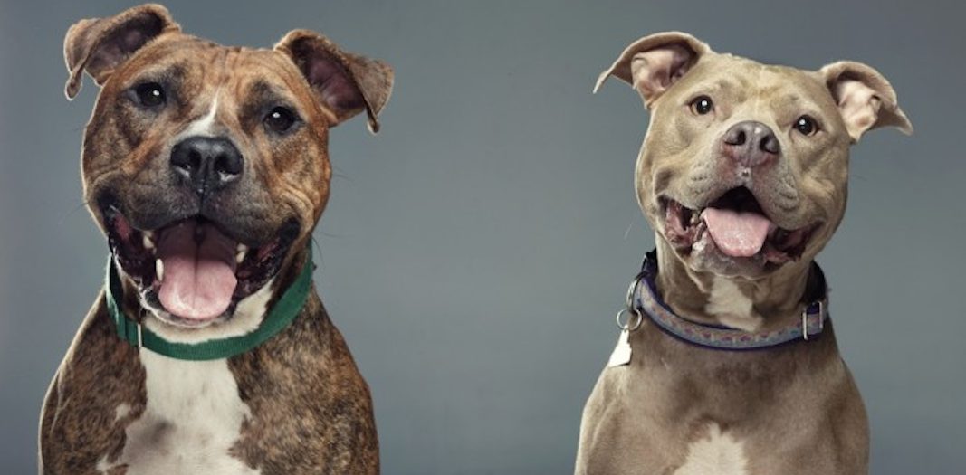 Ces chiens « féroces » sont adorables sur ces photos! -2
