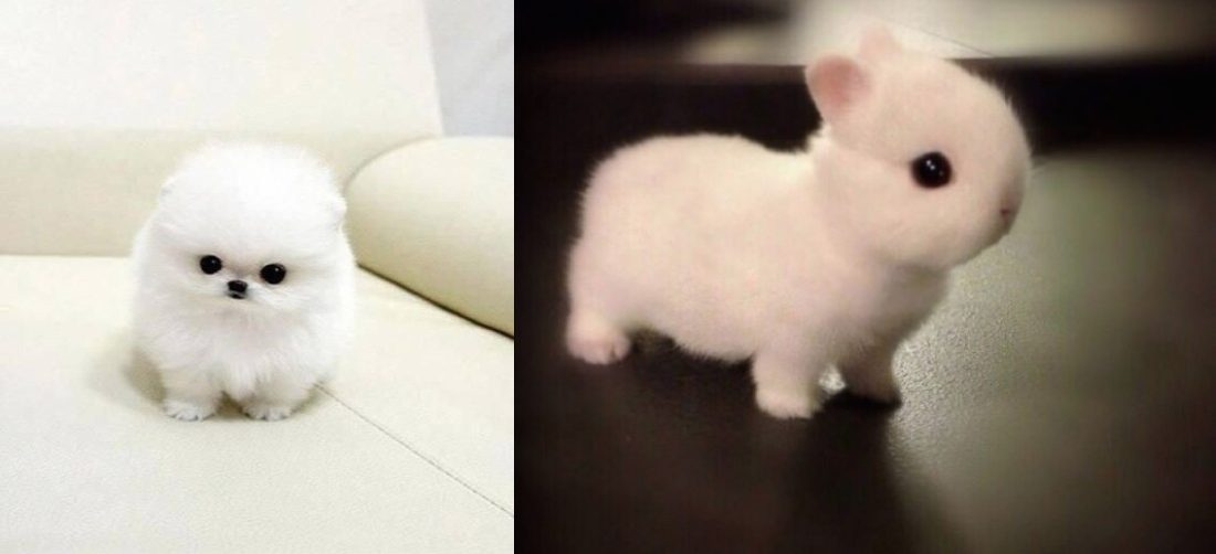 Photos : Les animaux les plus adorables au monde!