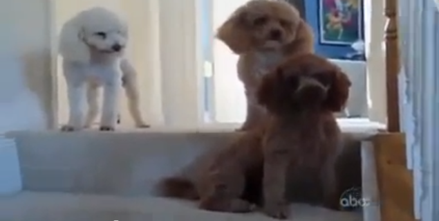 3 chiens, 1 coupable!  Devinez lequel a fait un mauvais coup!
