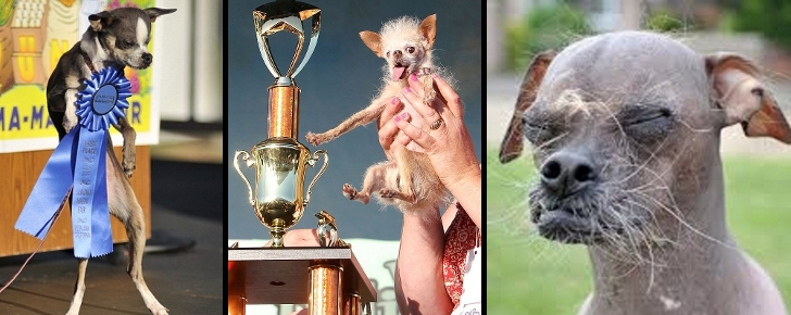 Avez-vous déjà vu 10 chiens aussi horribles?! -2
