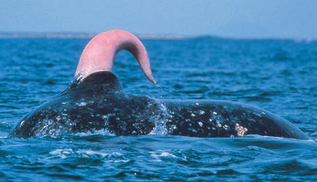La taille du pénis est-elle importante? Voici les 7 créatures avec les plus gros engins du règne animal!