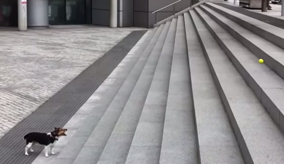 Ce chien est capable de jouer à la balle avec lui-même!