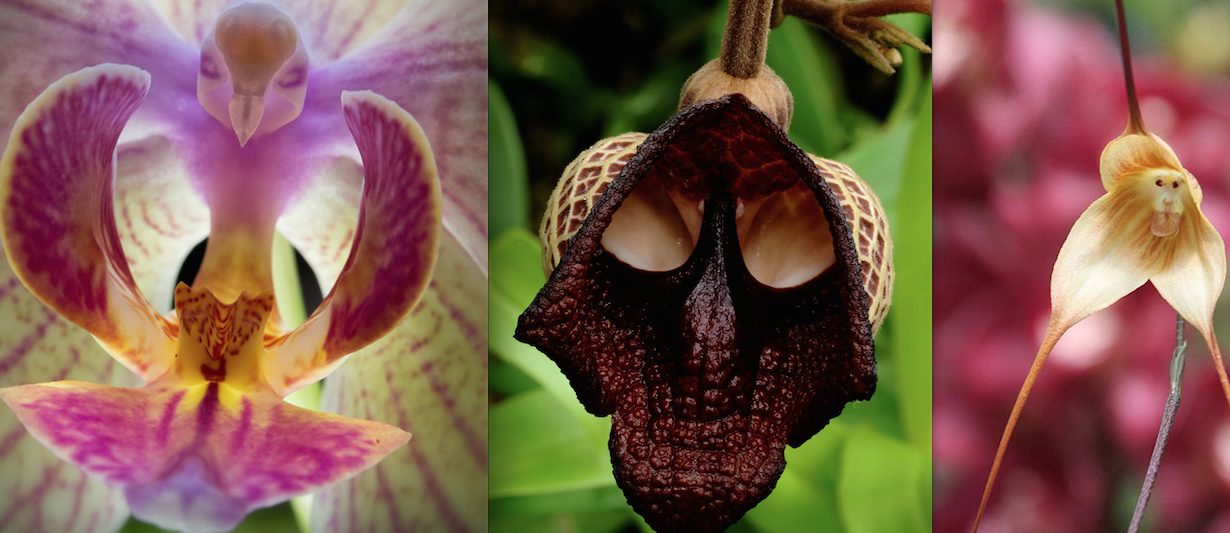 Des fleurs étranges qui ressemblent à autres choses