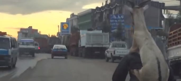 Un gars fait du vélo avec une chèvre sur le dos !!!