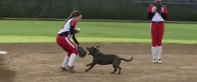 Drôle: Un chien fait irruption dans match de balle molle et vole des gants!