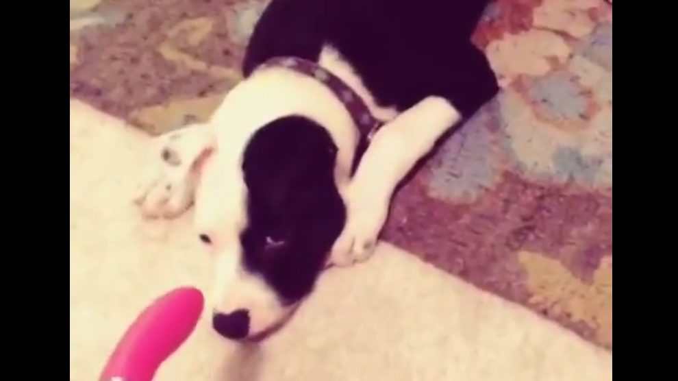 Elle offre un jouet sexuel à son chien&#8230; regardez sa réaction!
