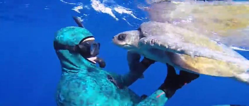 Un plongeur vient au secours d’une tortue de mer