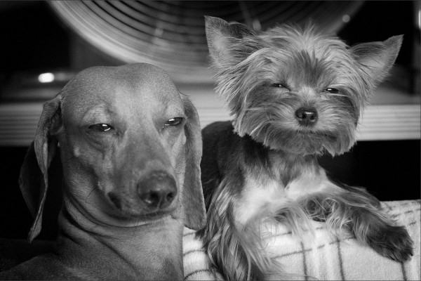 Humour : 24 animaux qui semblent être sous l&rsquo;effet de la drogue -2