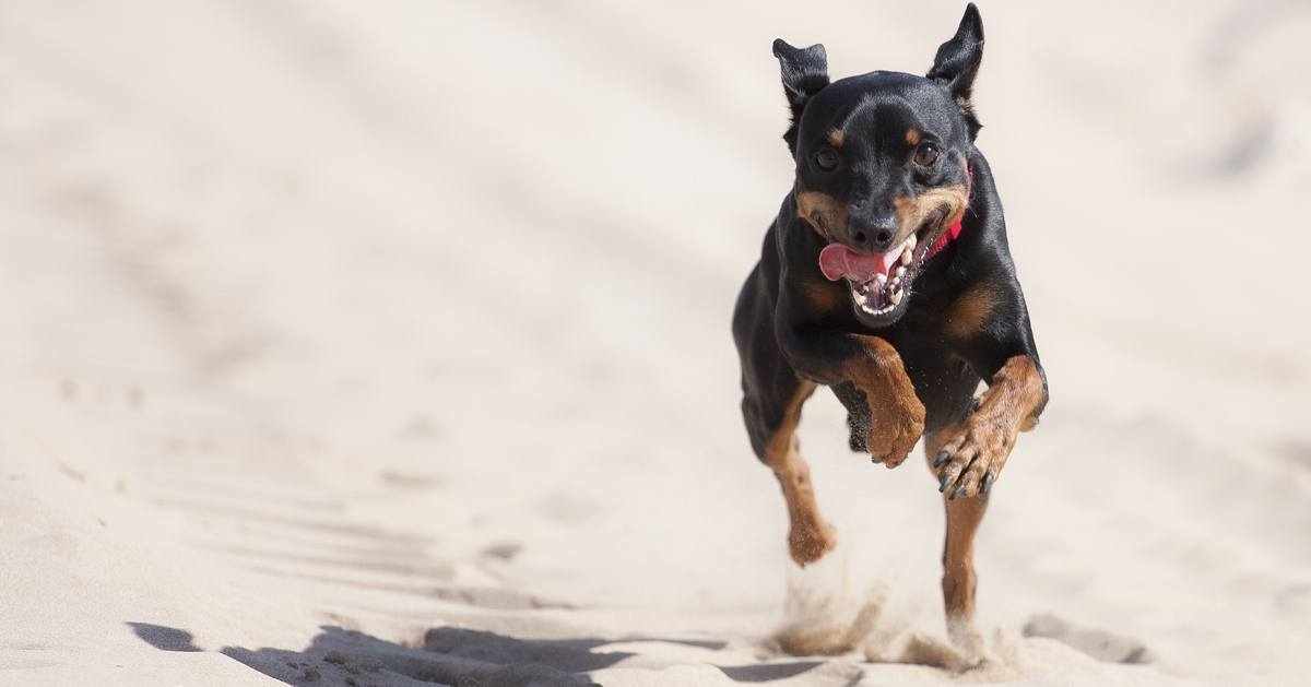 Les chiens nous verraient en « slow motion »