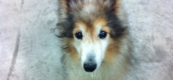 Histoire touchante: Un chien adulte dans le corps d’un chiot est venu chercher de l’aide…