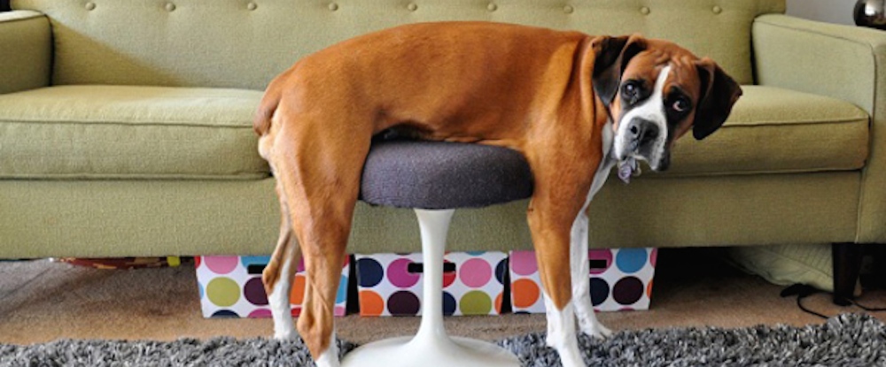 Trop drôle: Ces chiens et chats qui se demandent comment utiliser nos meubles!
