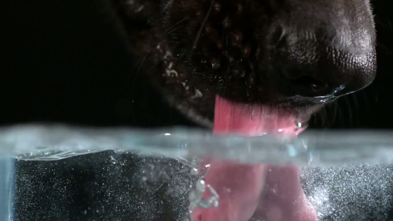 Voici ce qui se passe vraiment quand un chien boit de l&rsquo;eau