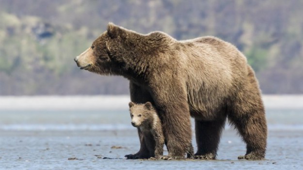 « Grizzlis » : Un documentaire pour tous les amoureux des animaux