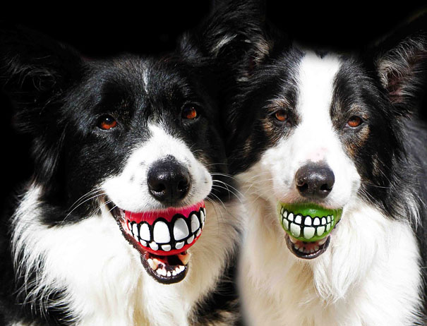 20 accessoires inusités qui feront plaisir à votre chien -3
