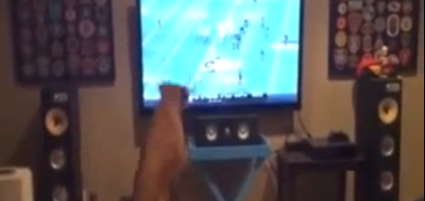 Le plus grand fan de football est un chien!