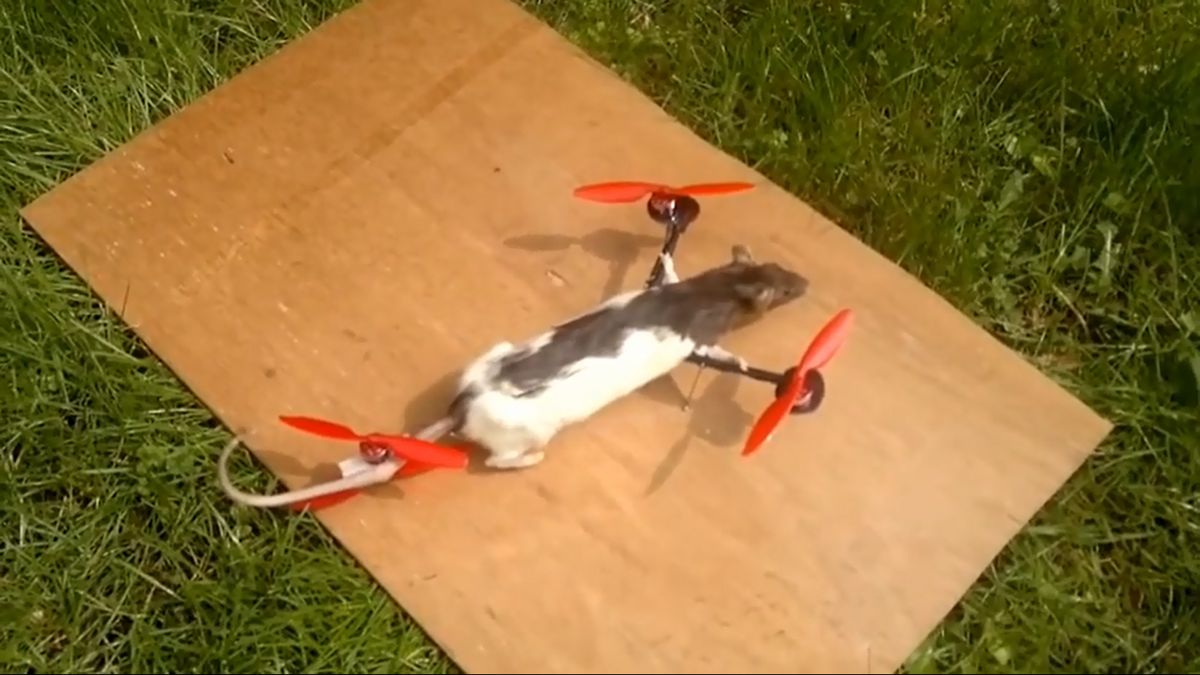 Un ado crée un drone avec son rat mort