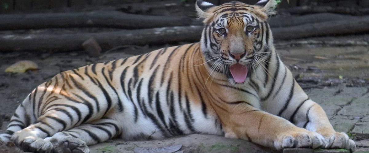 Les acteurs XXX japonais plus rares que des tigres du Bengale?